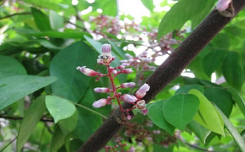 tắm lá khế chua hay ngọt cho bé