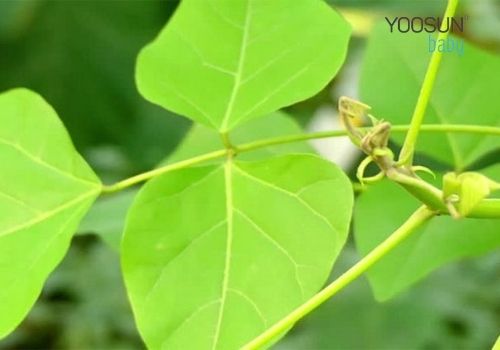 lá vông tắm cho bé