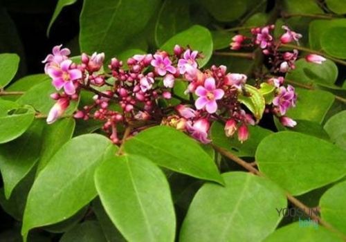 tắm lá khế cho trẻ sơ sinh