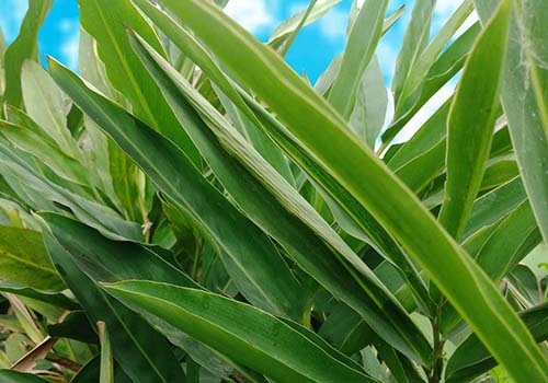 tắm lá riềng cho trẻ sơ sinh