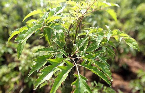 tắm nước lá đinh lăng cho trẻ sơ sinh